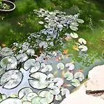 Апартаменты Izzhome Paradise *