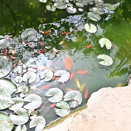 Izzhome Paradise * Pula